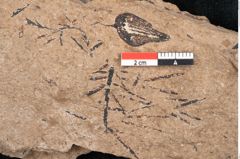 Foto (Detailansicht) von Araucaria sternbergii Goeppert (NHMW-GEO-2024-0188-8277)
